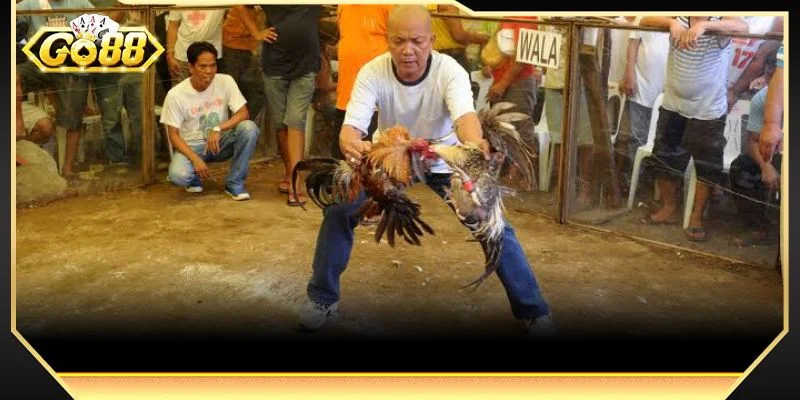 Đá gà Philippines GO88 có vị thế to lớn trong giới chiến kê Đông Nam Á