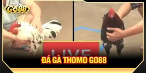  Đá Gà Thomo GO88: Trường Đá Gà Sôi Động Bậc Nhất Châu Á 