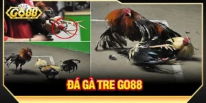 Đá Gà Tre GO88: Trường Gà Với Kèo Chơi Uy Tín #1 Việt Nam
