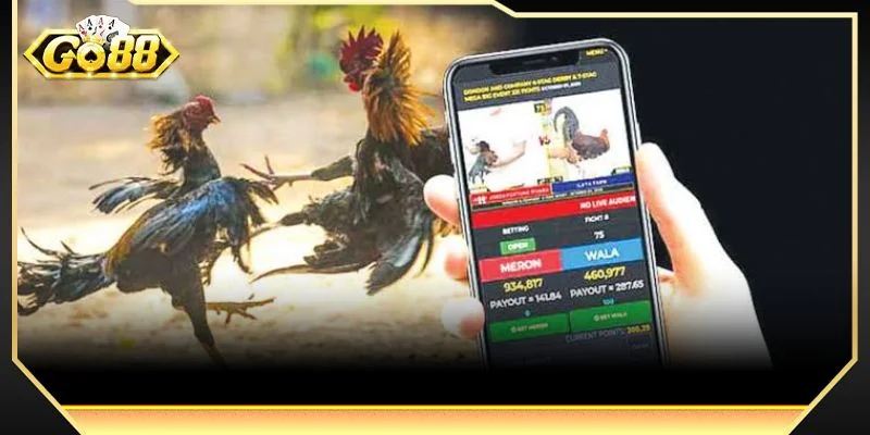 Kỹ thuật của chiến kê đóng vai trò quan trọng trong một kèo gà chiến