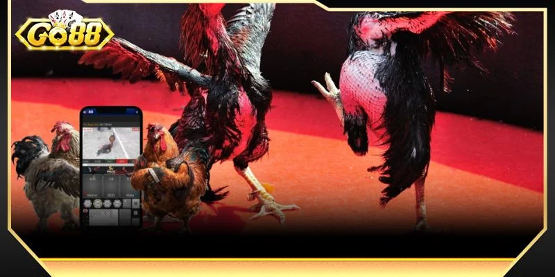 Nắm rõ quy luật đá gà cựa sắt GO88 để luôn thành công